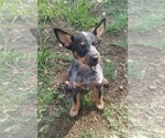 Small Photo #1 Australian Cattle Dog Puppy For Sale in SYLMAR, CA, USA