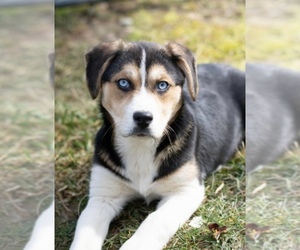 Beagle Harrier-Siberian Husky Mix Puppy for sale in CANFIELD, OH, USA