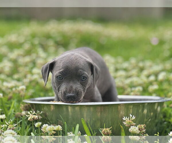 Medium Photo #8 Dachshund-Unknown Mix Puppy For Sale in Rosenberg, TX, USA