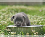 Small #7 Dachshund Mix