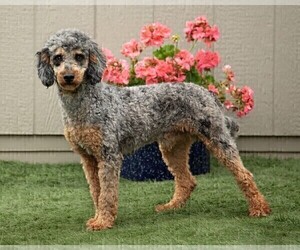 Father of the Poodle (Miniature) puppies born on 03/24/2026