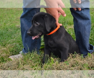 Medium Labrador Retriever