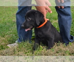 Puppy Ila Labrador Retriever