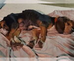 Small #8 Beagle