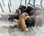 Puppy 7 White Boy Boxer