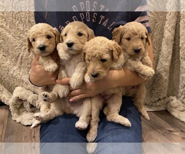 Medium Photo #2 Goldendoodle-Poodle (Standard) Mix Puppy For Sale in SACRAMENTO, CA, USA