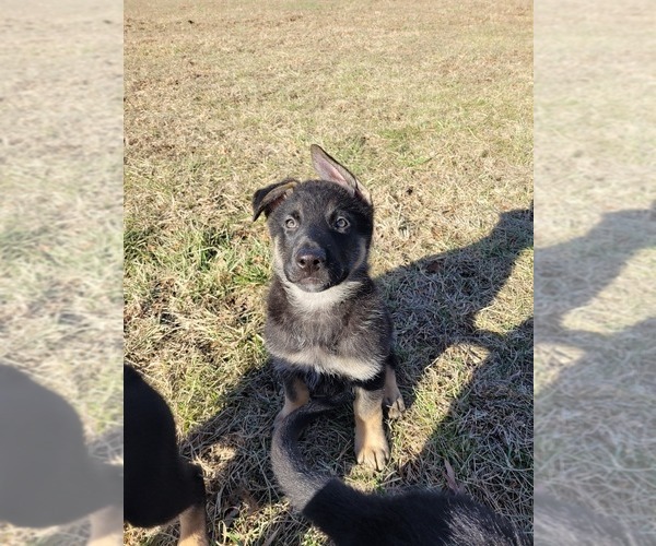 Medium Photo #8 German Shepherd Dog Puppy For Sale in NATHALIE, VA, USA