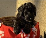 Small Photo #32 Goldendoodle Puppy For Sale in FORT LAUDERDALE, FL, USA