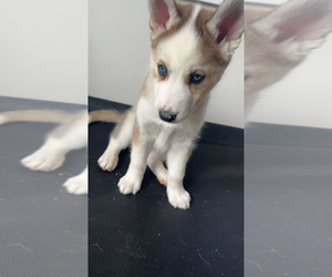 Siberian Husky Puppy for sale in CHICAGO, IL, USA