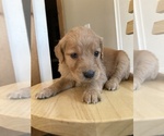 Small Photo #13 Goldendoodle Puppy For Sale in WEST ALEXANDRIA, OH, USA