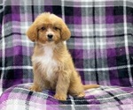 Small Photo #1 Cava-Tzu-Poodle (Miniature) Mix Puppy For Sale in LAKELAND, FL, USA
