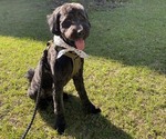 Small Photo #1 Goldendoodle Puppy For Sale in NORTH CHARLESTON, SC, USA