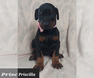 Doberman Pinscher Puppy for sale in POMEROY, OH, USA