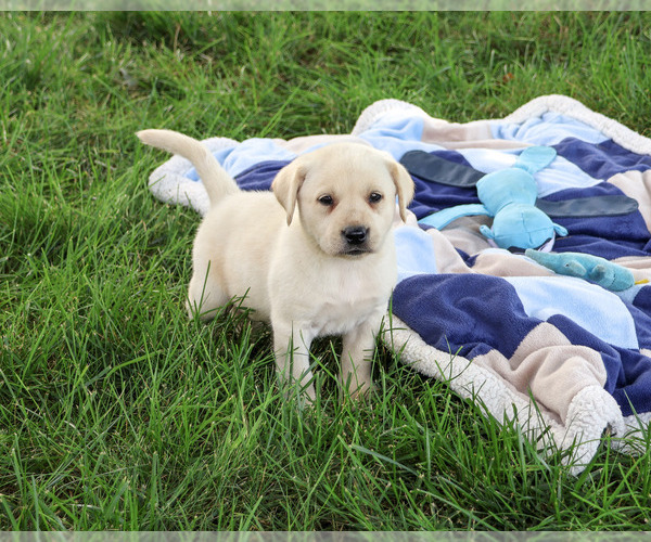 Medium Photo #3 Labrador Retriever Puppy For Sale in SYRACUSE, IN, USA