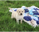 Small #2 Labrador Retriever