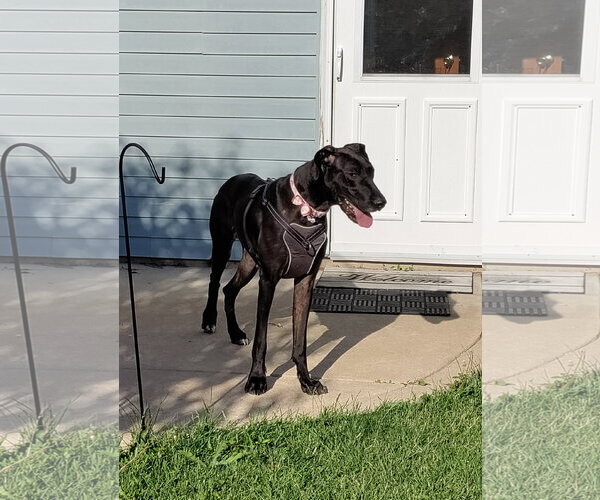Medium Photo #2 Great Dane Puppy For Sale in Wheaton, IL, USA