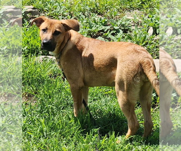 Medium Photo #2 Mutt Puppy For Sale in Walnutport, PA, USA