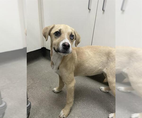 Medium Photo #1 Labrador Retriever-Unknown Mix Puppy For Sale in HESPERIA, CA, USA