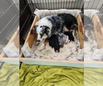 Image preview for Ad Listing. Nickname: Litter of 5