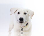 Small German Shepherd Dog-Great Pyrenees Mix