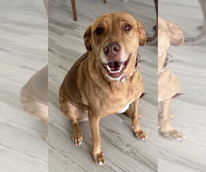 Unknown-Vizsla Mix Dogs for adoption in Lighthouse Point, FL, USA