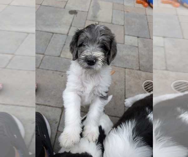 Medium Photo #1 Double Doodle Puppy For Sale in CHULA VISTA, CA, USA