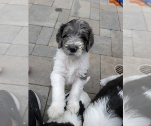 Double Doodle Puppy for Sale in CHULA VISTA, California USA
