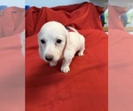 Small #2 Dachshund