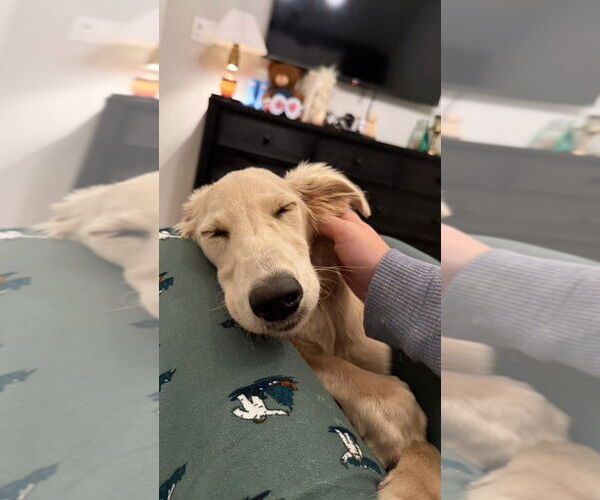 Medium Photo #3 Golden Labrador Puppy For Sale in Lakewood, CO, USA