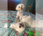 Small #1 Maltese Mix
