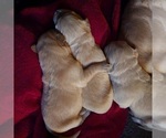 Small Photo #2 English Cream Golden Retriever Puppy For Sale in SEBREE, KY, USA