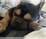 Small Photo #3 French Bulldog Puppy For Sale in St. Louis Park, MN, USA