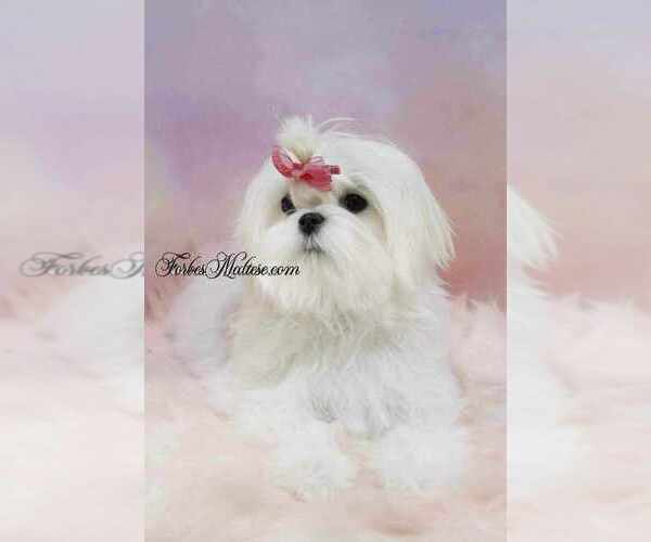 Medium Photo #1 Maltese Puppy For Sale in OCALA, FL, USA
