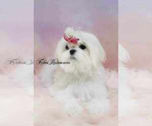 Mother of the Maltese puppies born on 03/28/2026