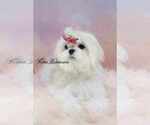 Small Photo #1 Maltese Puppy For Sale in OCALA, FL, USA