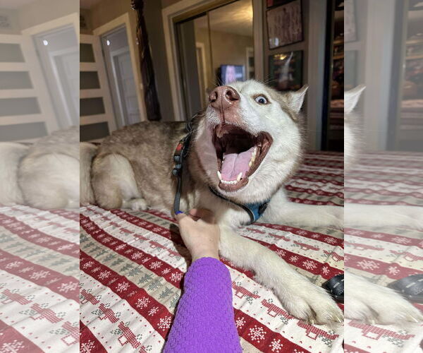 Medium Photo #2 Pomsky Puppy For Sale in Hinckley, IL, USA