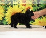 Melina - Female Poodle (Toy) Puppy for Sale - Photo #27