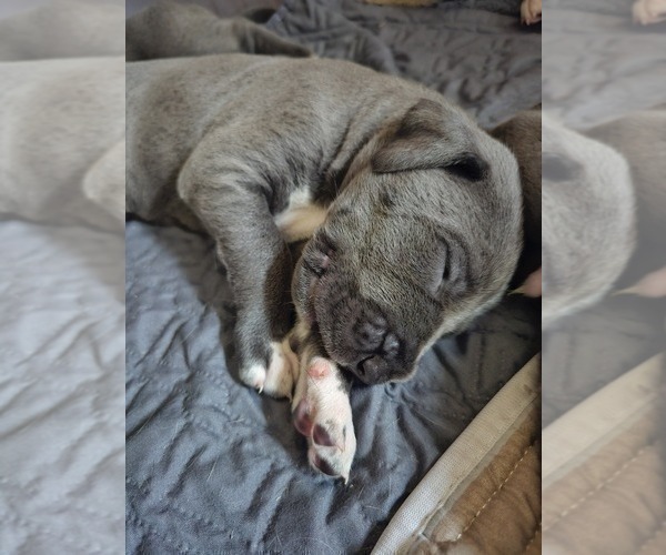 Medium Photo #2 Irish Dane Puppy For Sale in SPRINGFIELD, MO, USA
