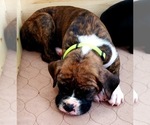Small Photo #1 Boxer Puppy For Sale in TOMBALL, TX, USA