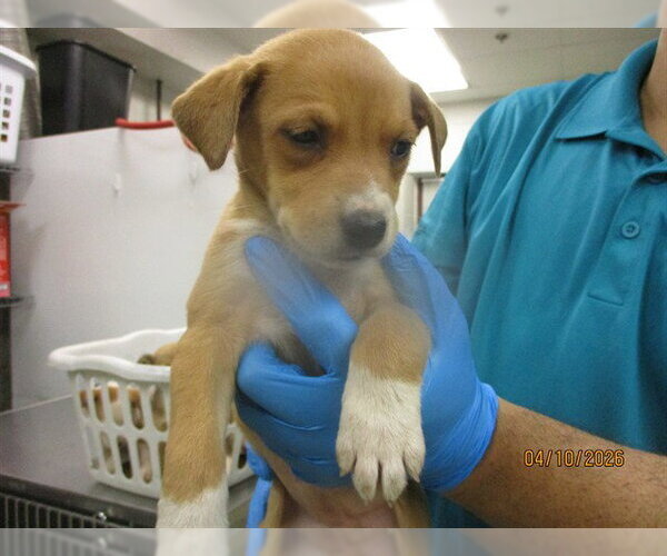 Medium Photo #1 Mutt Puppy For Sale in Oklahoma City, OK, USA