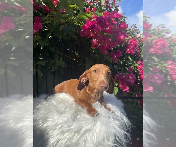 Medium Photo #1 Dachshund Puppy For Sale in ORLANDO, FL, USA