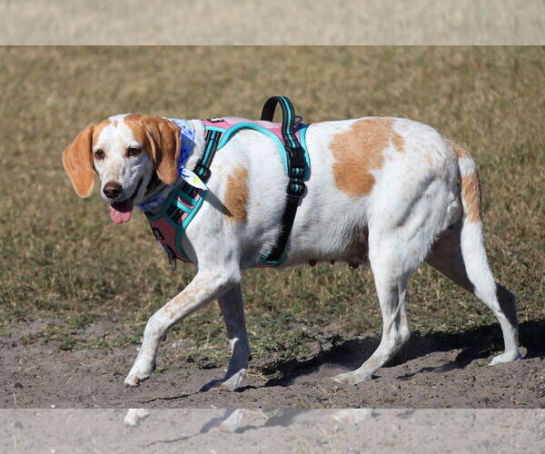 Medium Photo #5 Treeing Walker Coonhound Puppy For Sale in Tampa, FL, USA