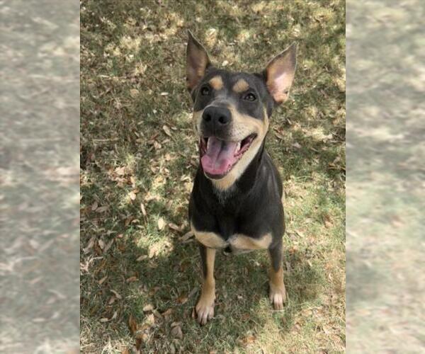 Medium Photo #2 Doberman Pinscher-Unknown Mix Puppy For Sale in Texas City, TX, USA