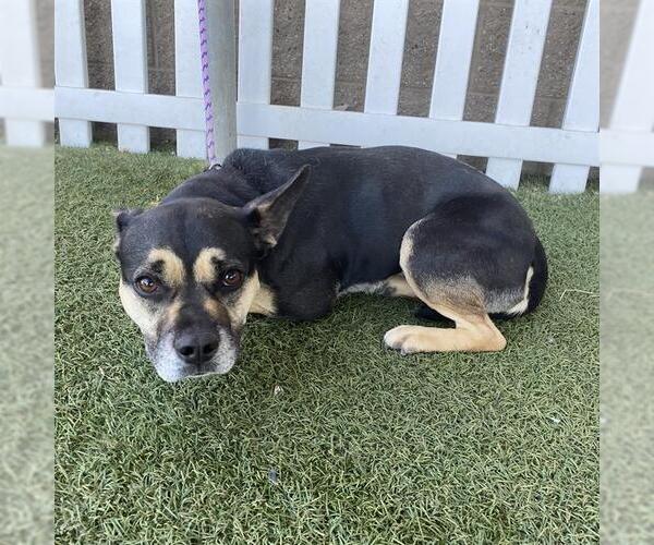 Medium Photo #1 Staffordshire Bull Terrier-Unknown Mix Puppy For Sale in Modesto, CA, USA