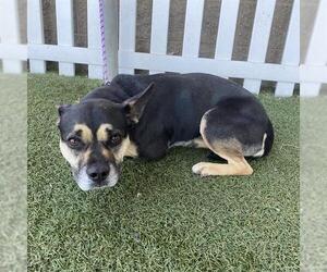 Staffordshire Bull Terrier-Unknown Mix Dogs for adoption in Modesto, CA, USA
