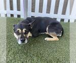 *LUCY - Female Staffordshire Bull Terrier-Unknown Mix Dog for Adoption - Small photo