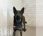 Small German Shepherd Dog Mix