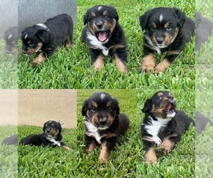 Miniature Australian Shepherd Puppy for sale in BROOKER, FL, USA