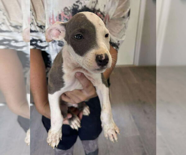 Medium Photo #1 American Pit Bull Terrier-American Staffordshire Terrier Mix Puppy For Sale in Princeton, MN, USA
