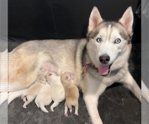 Mother of the Pomsky puppies born on 04/21/2025